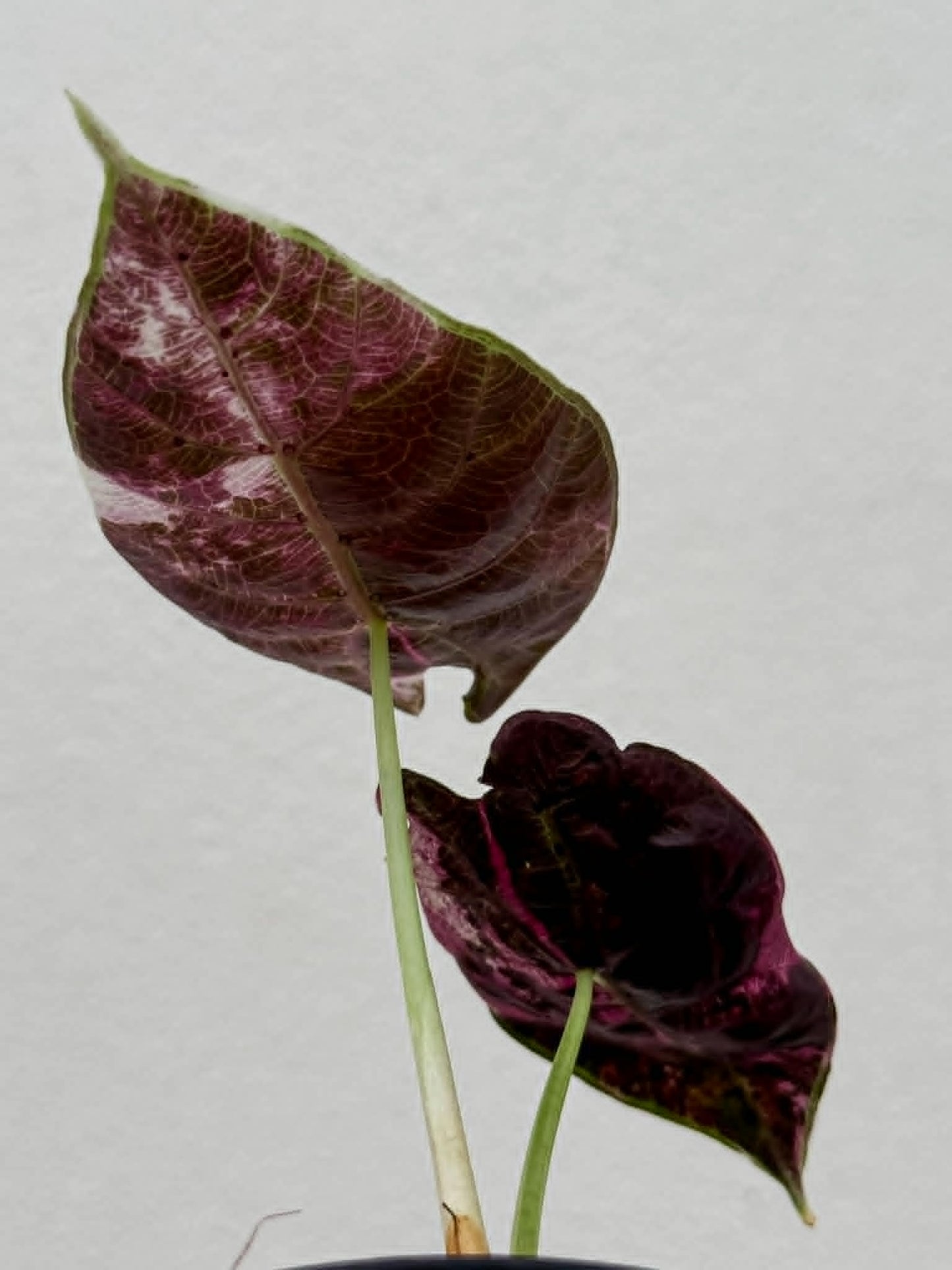 Alocasia Watsoniana Doff True Pink (Not Mint) - Pre Order