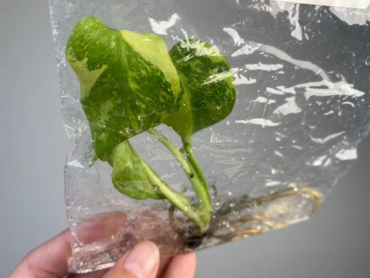 Monstera Electrolight Tissue Culture (PRE-ORDER) -TC100