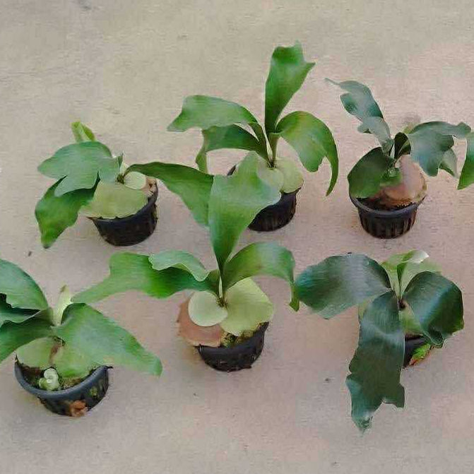 Platycerium Panama - Pre Order