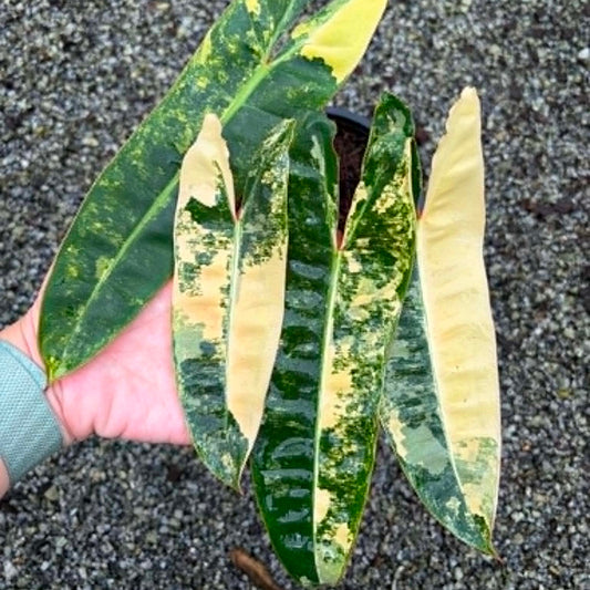 Philodendron Billietiae C  - Pre Order