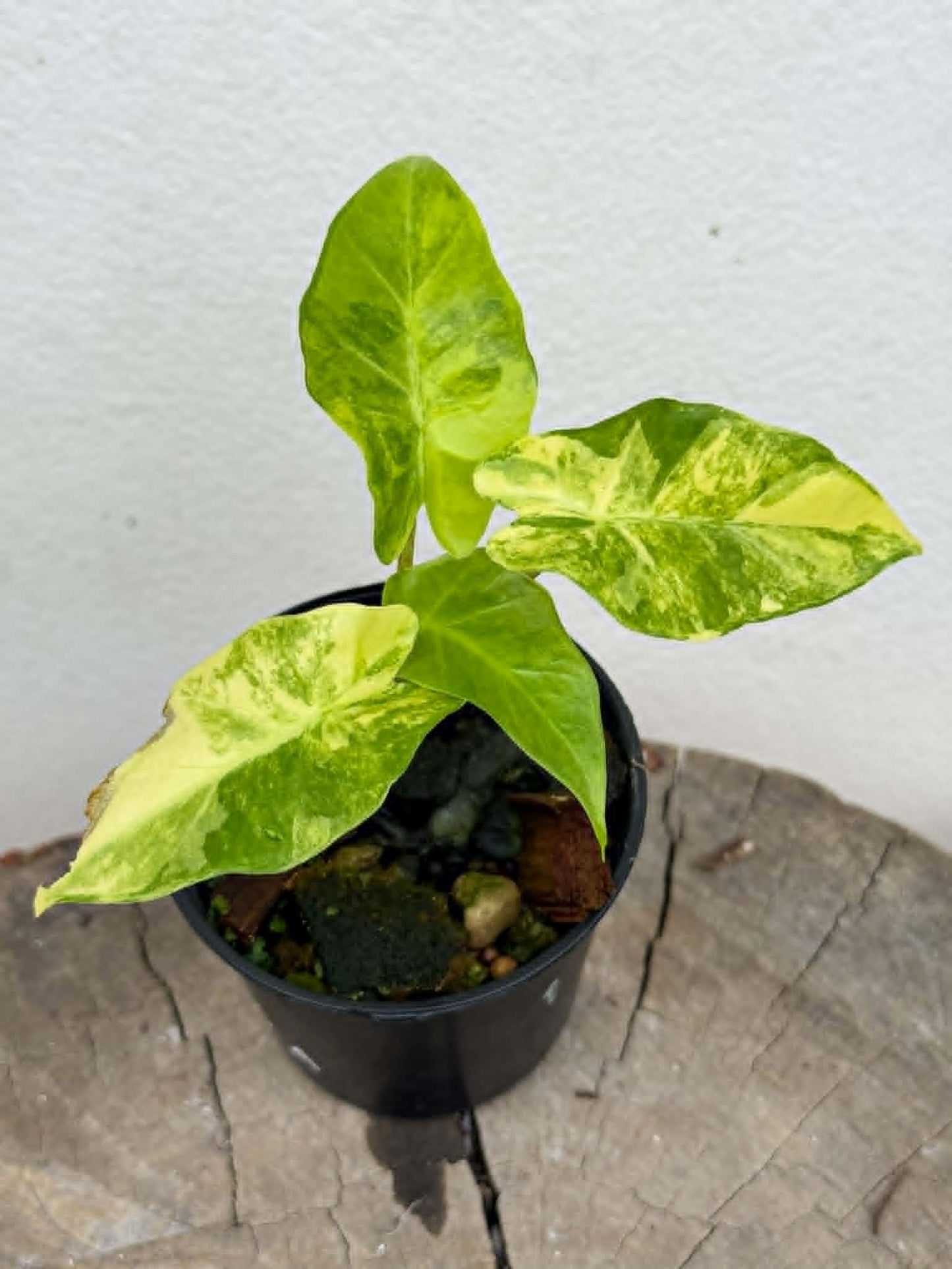 Alocasia Low Rider Aurea - Pre Order