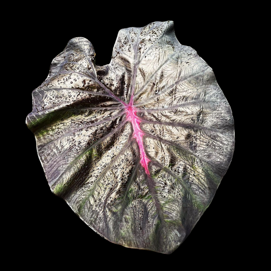 Colocasia Red Feather (PRE-ORDER)