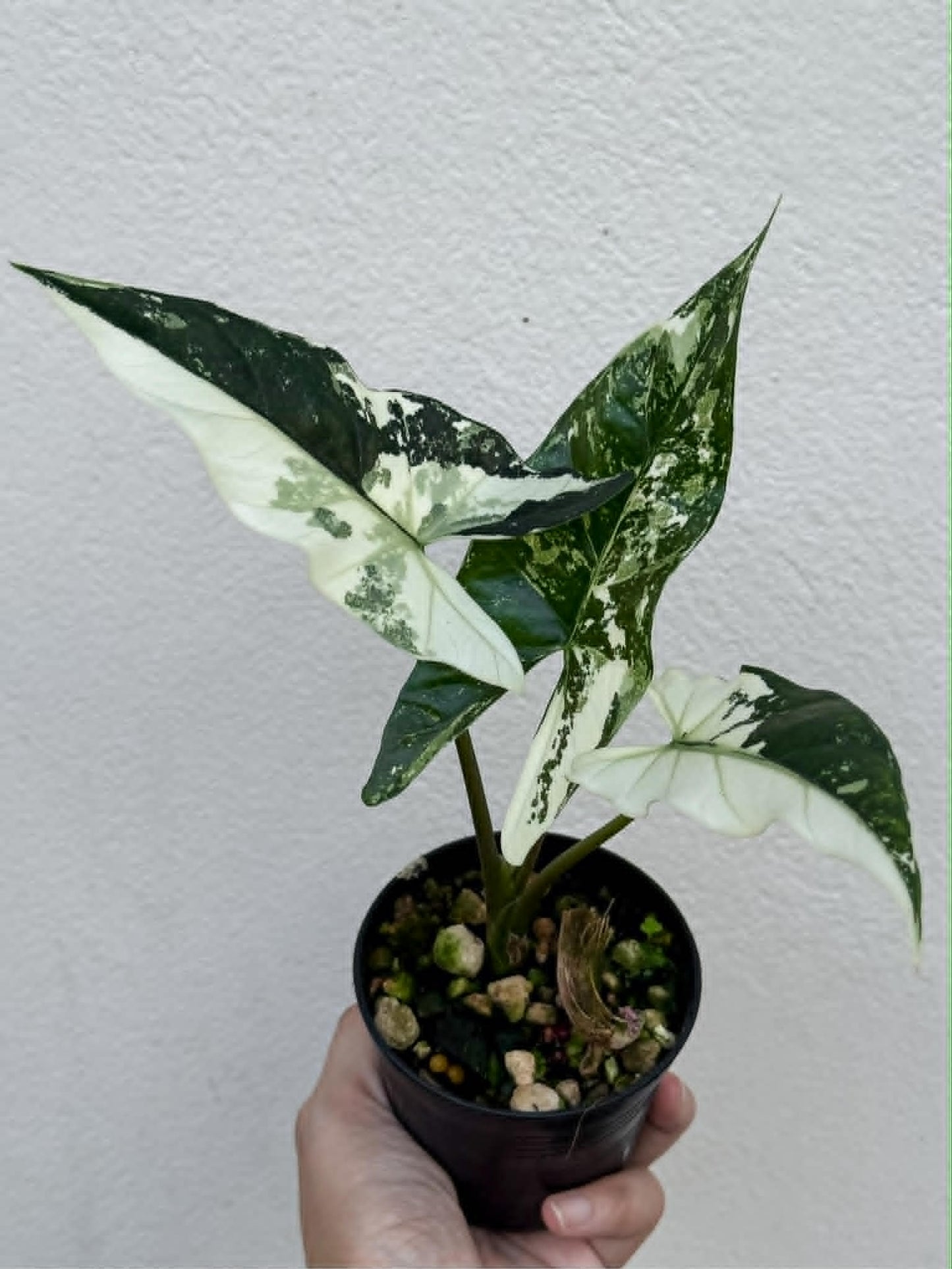 Alocasia Simpo Albo - Pre Order