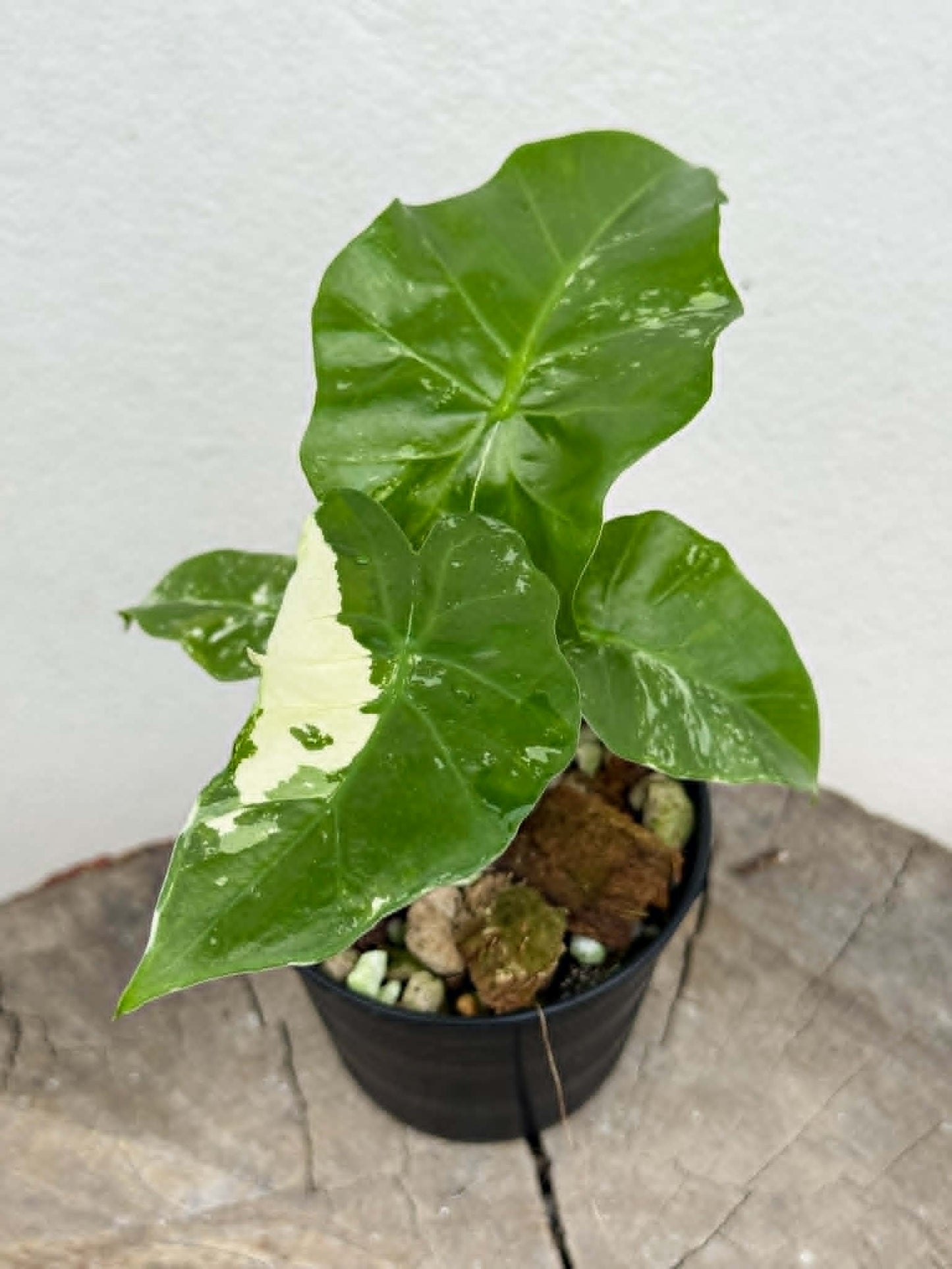 Alocasia Low Rider Albo - Pre Order