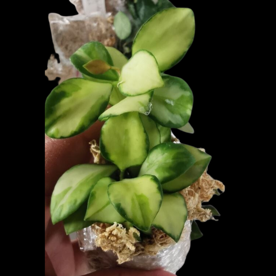 Hoya heuschkeliana variegated Large (PRE-ORDER)-JULY165