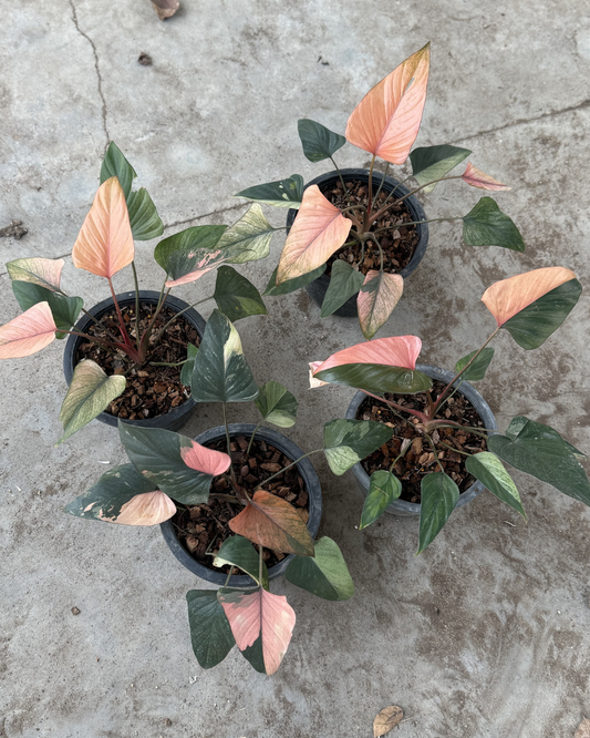 Homalomena Pink Diamond (Pre-Order)