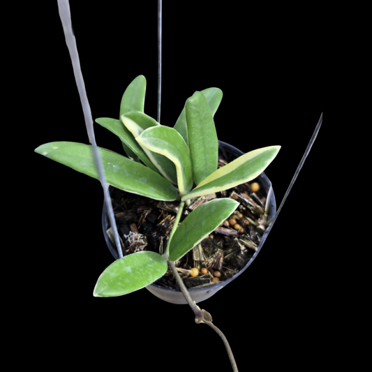 Hoya Lyi Prism Albomarginata Pink (Small) PRE-ORDER-JULY346