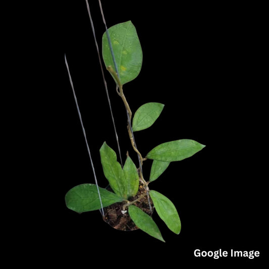 Hoya Clemensiorum (Medium) PRE-ORDER-JULY124