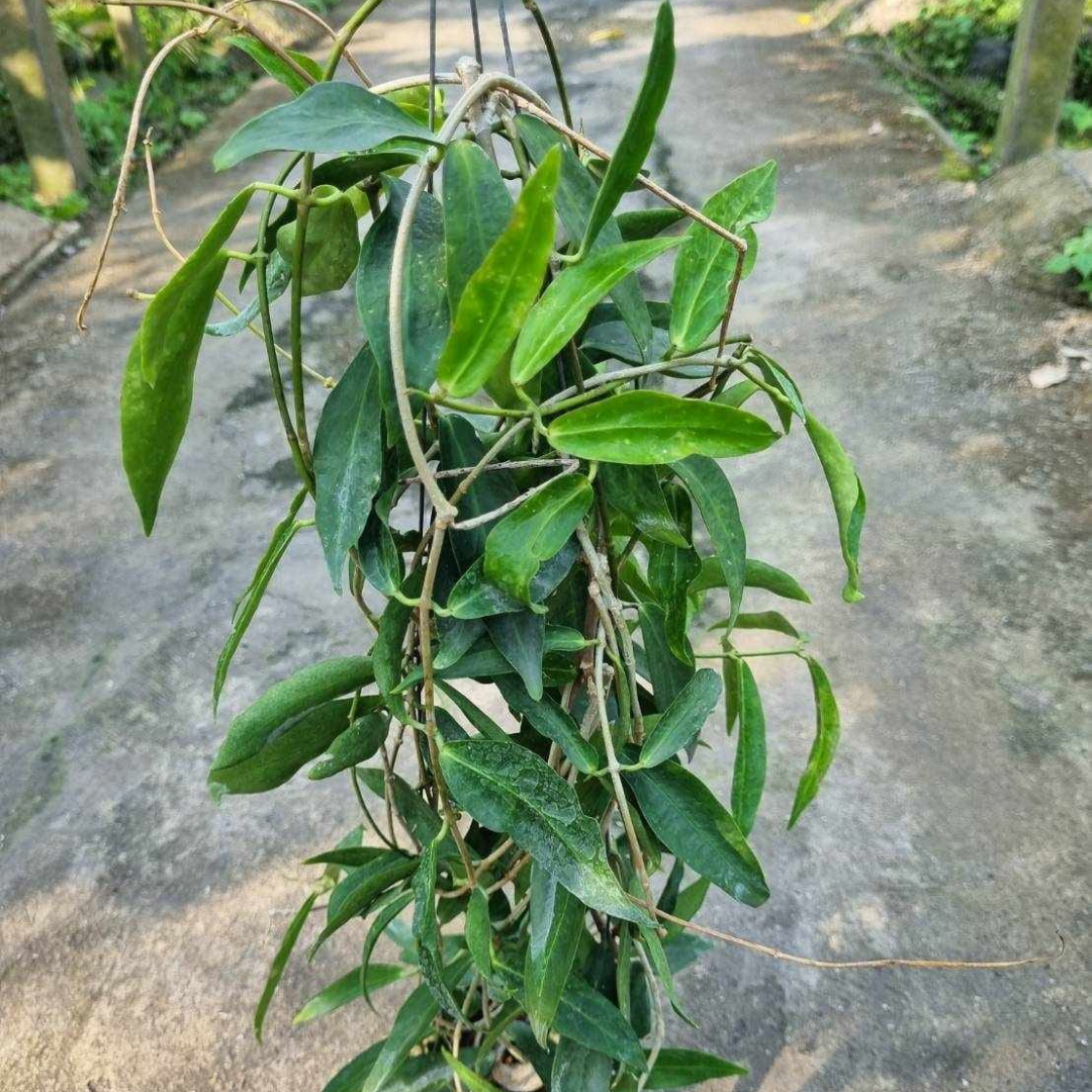 Hoya Lamingtonia (Large) PRE-ORDER-JULY315