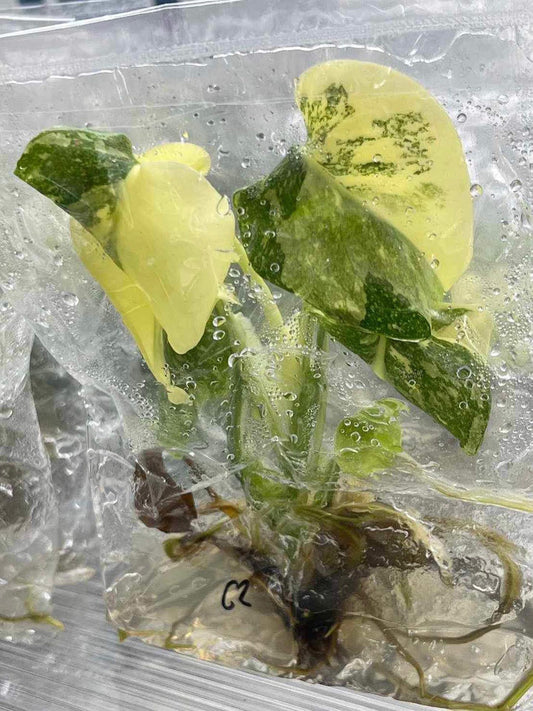Monstera Creme Brulee "Similar" Tissue Culture (PRE-ORDER) -TC097