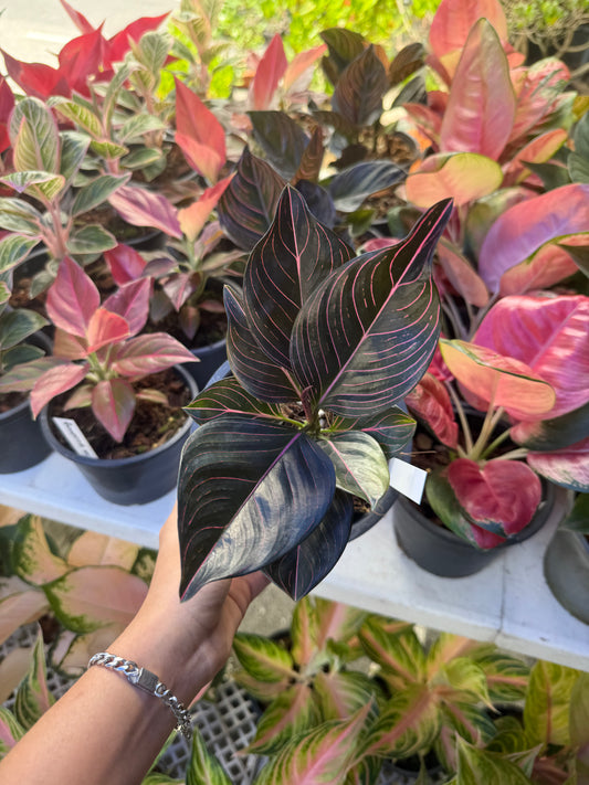 Aglaonema new hybrid mutation (Pre-Order)