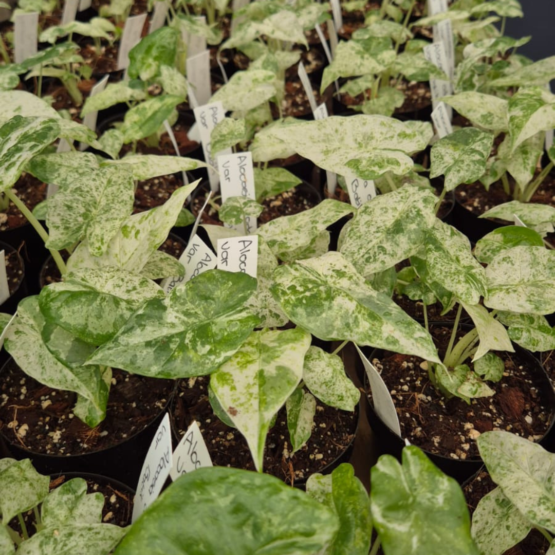 Alocasia Odora Var Batik