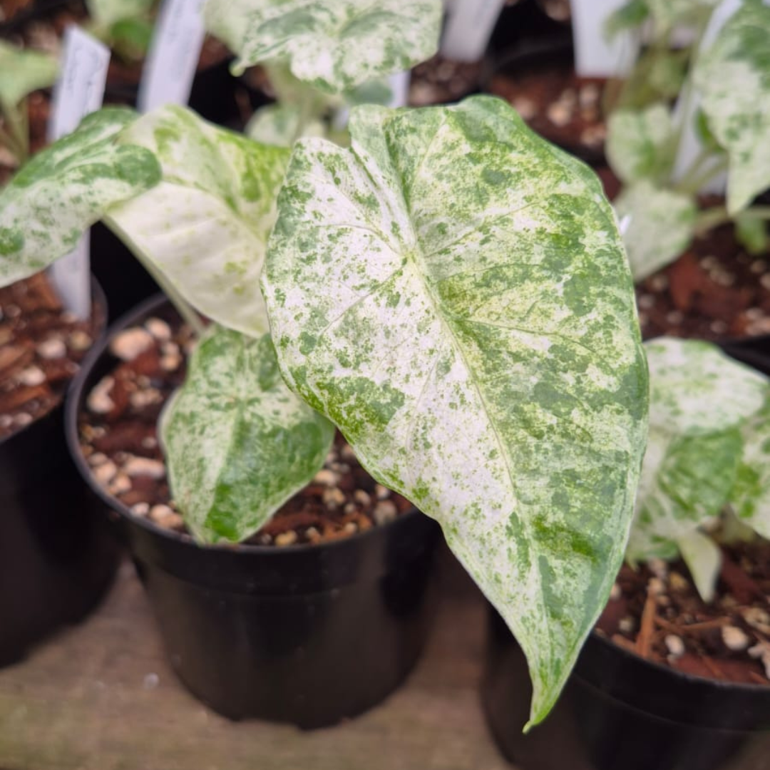 Alocasia Camouflage Macrorrhiza