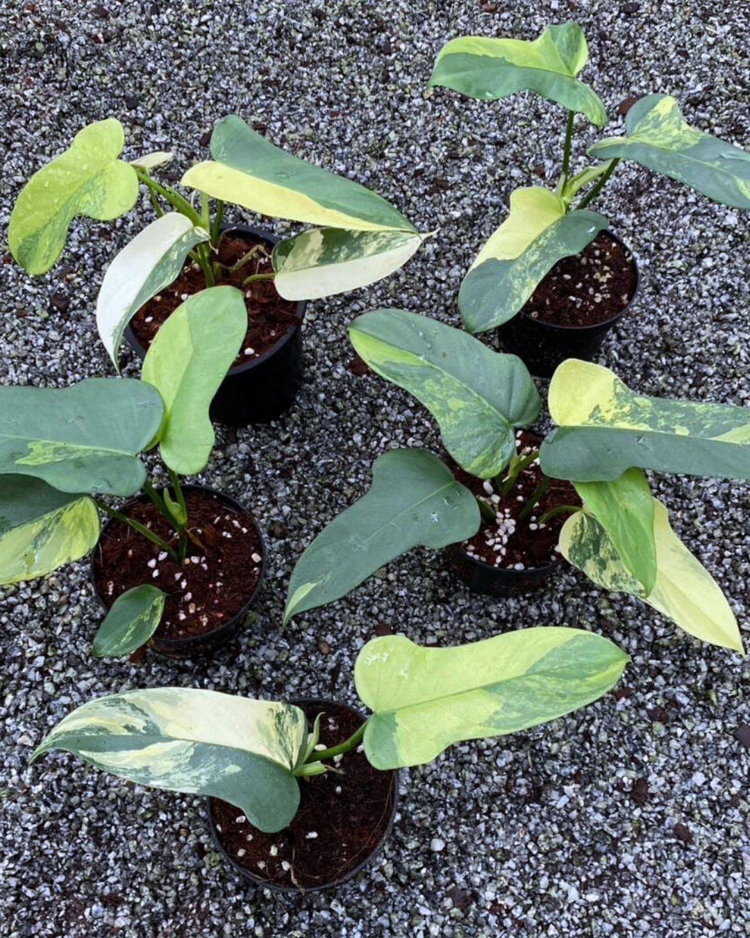 Philodendron Violin Variegated (PRE-ORDER) – Fuzzy Roots