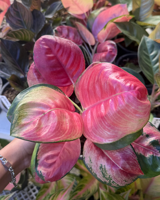 Aglaonema Pink lotus (Pre-Order)