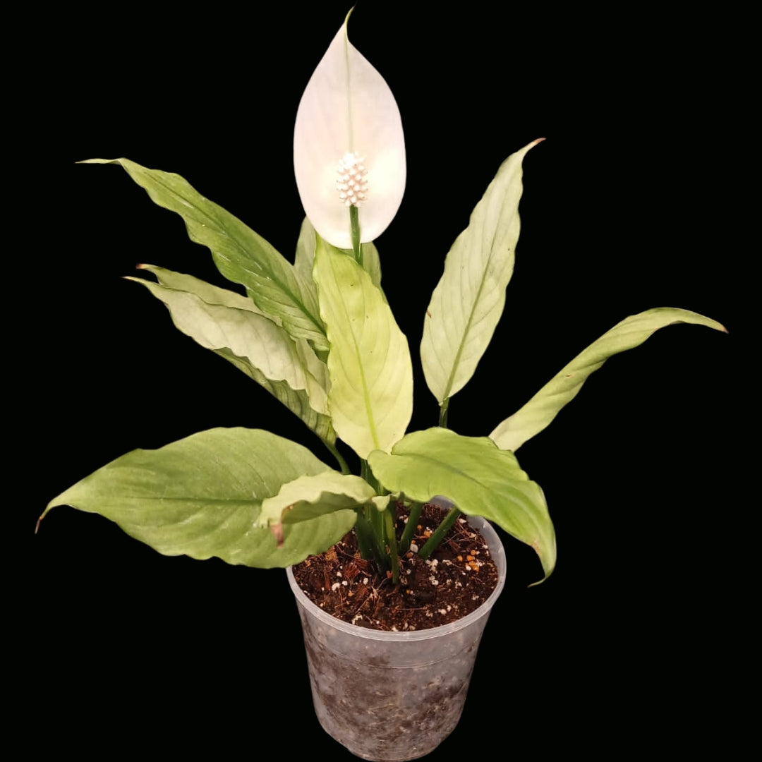 Spathiphyllum Ghost Mint-JUN040