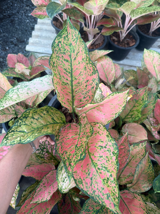 Aglaonema valentine (Pre-Order)