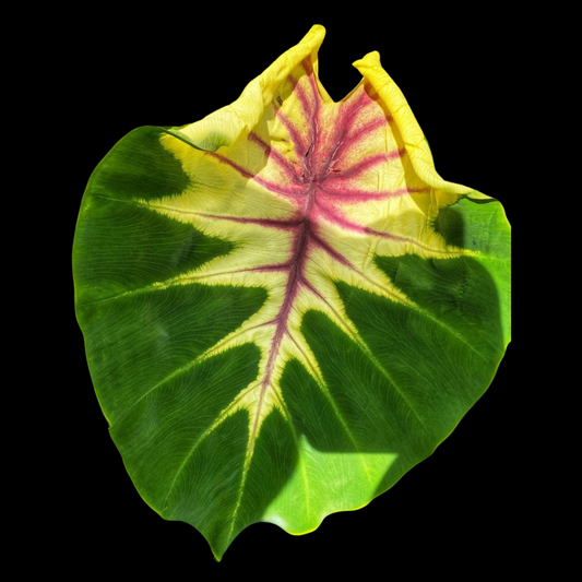 Colocasia Sunshine Day (PRE-ORDER)