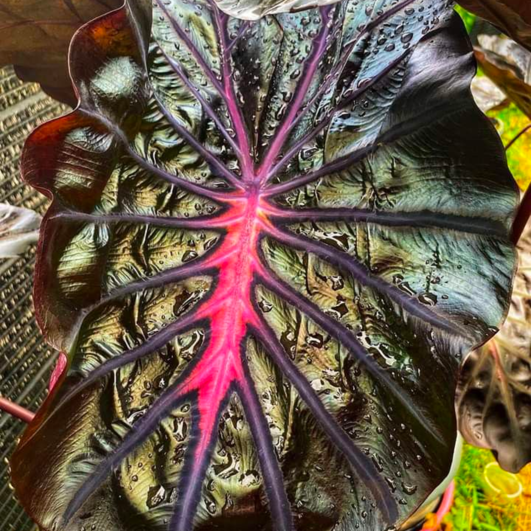 Colocasia Thunderstorm (PRE-ORDER)-COLO42