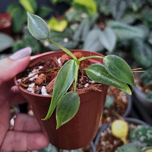 Philodendron Spiritus Sancti - Small