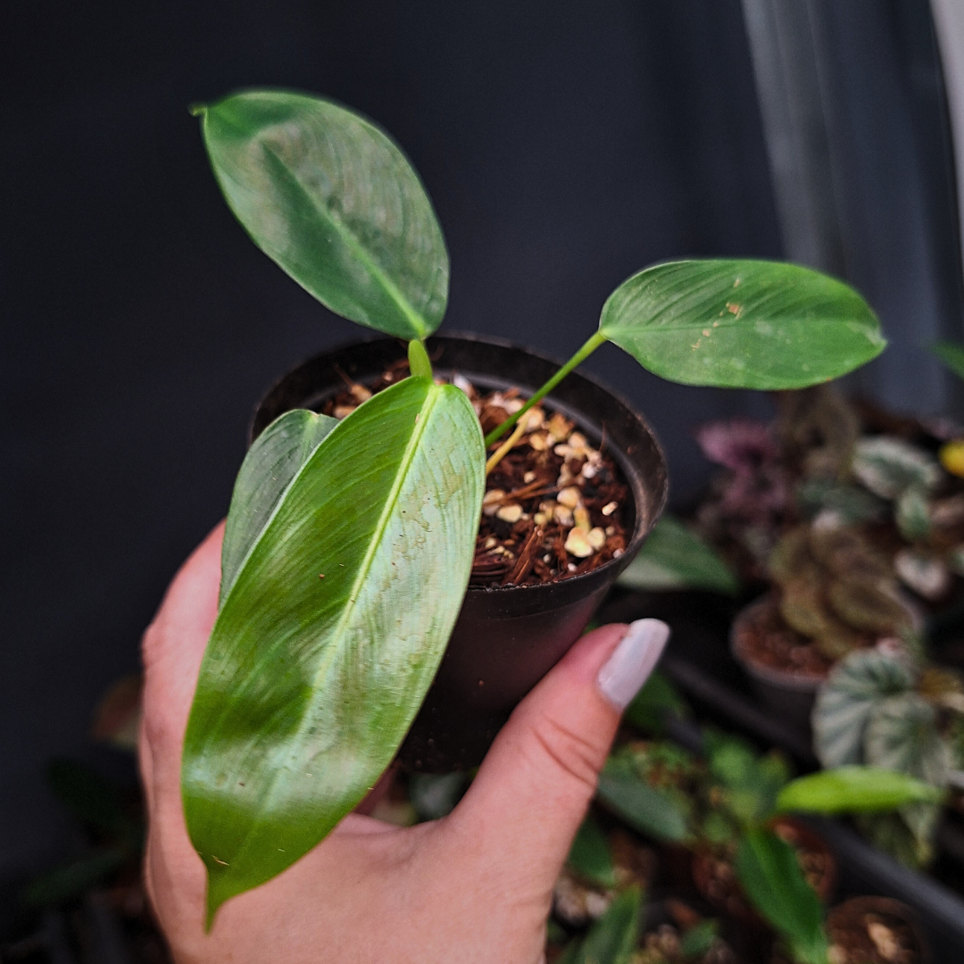 Philodendron Patriciae - Small