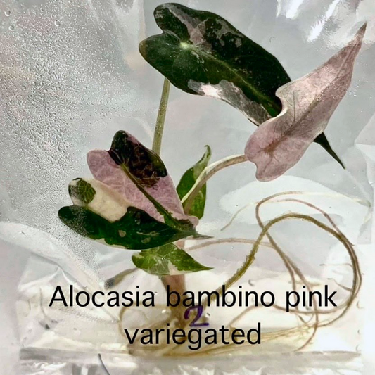 Alocasia Bambino Pink Variegated Tissue Culture (PRE-ORDER)-TC12