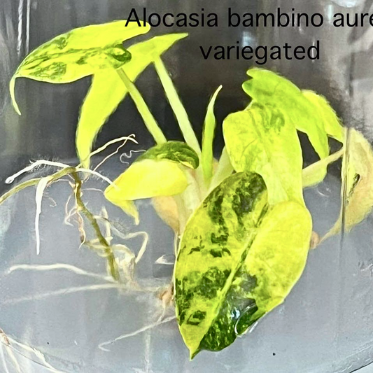 Alocasia Bambino Aurea Variegated Tissue Culture (PRE-ORDER)-TC11