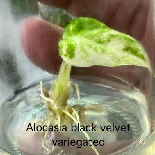 Alocasia Black Velvet (Albo/Pink) Variegated Tissue Culture (PRE-ORDER)-TC14