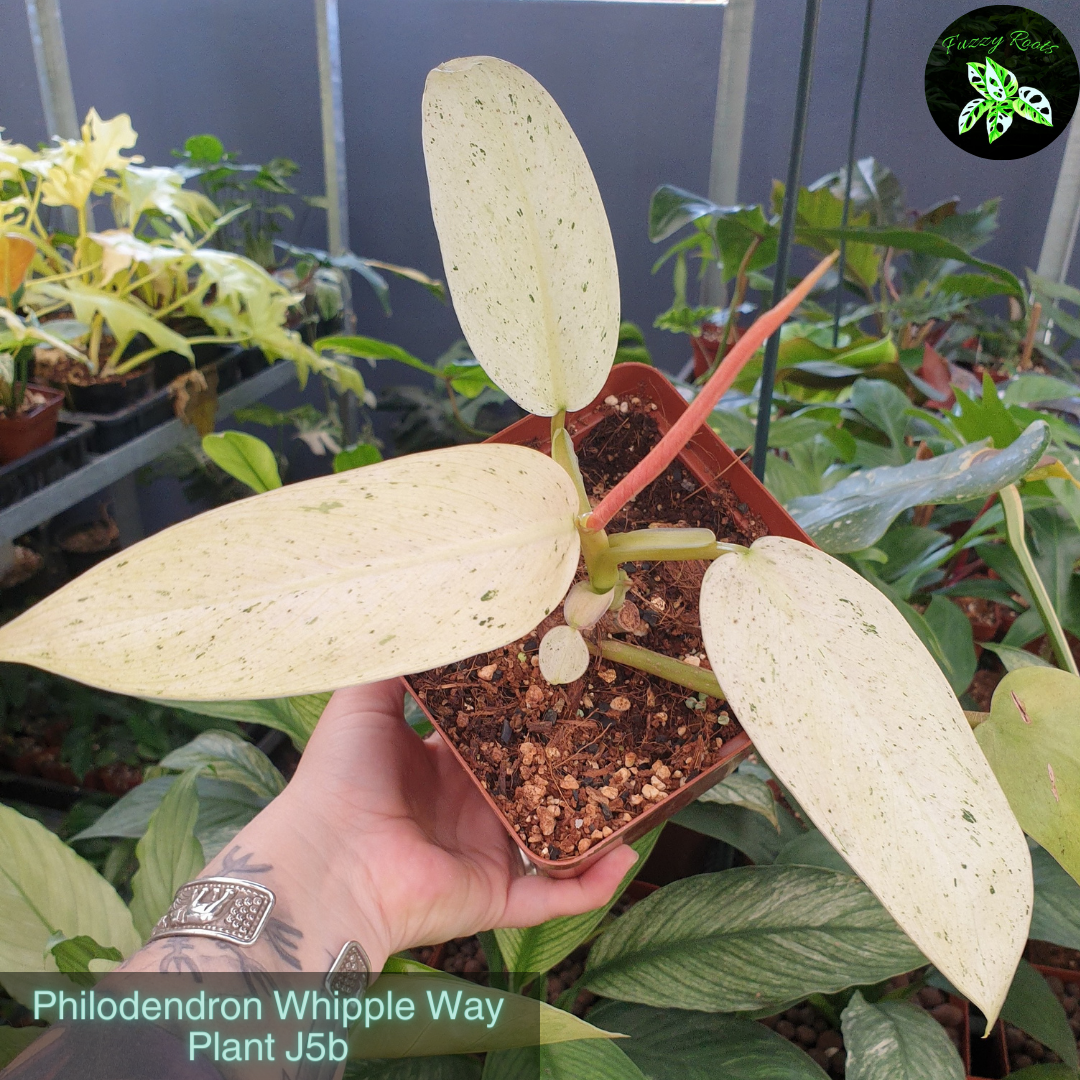 Philodendron Whipple Way - Plant J5b