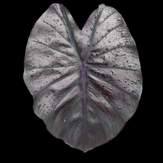 Colocasia Maleficent (PRE-ORDER)