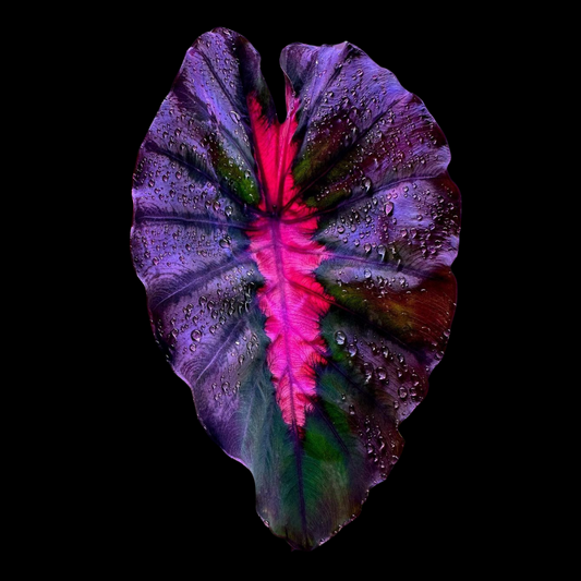 Colocasia Redemption (PRE-ORDER)