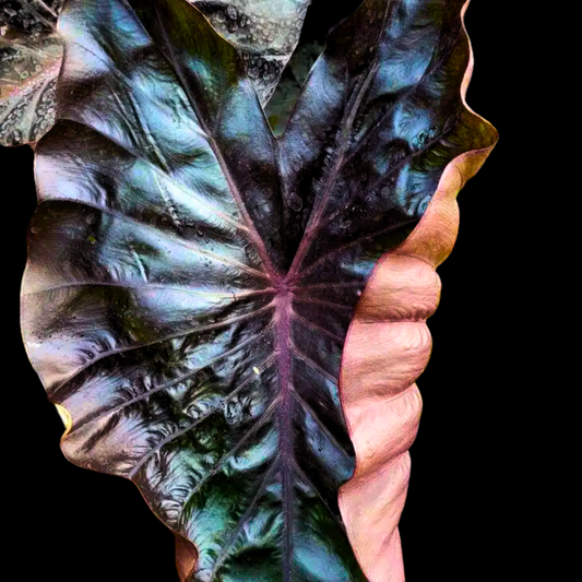Colocasia Star Matrix (PRE-ORDER)