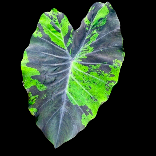 Colocasia Anubis (PRE-ORDER)