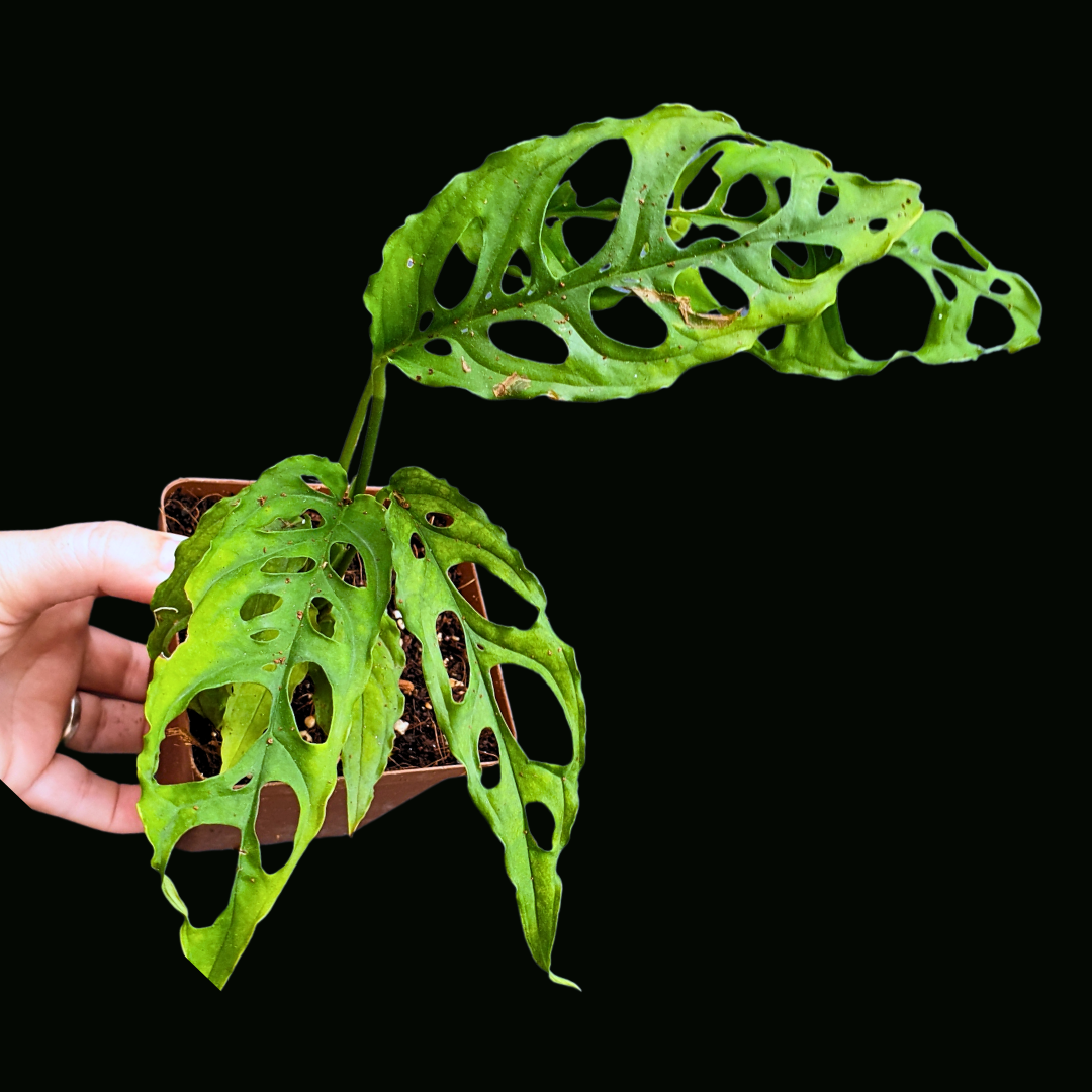 Monstera Obliqua Peru