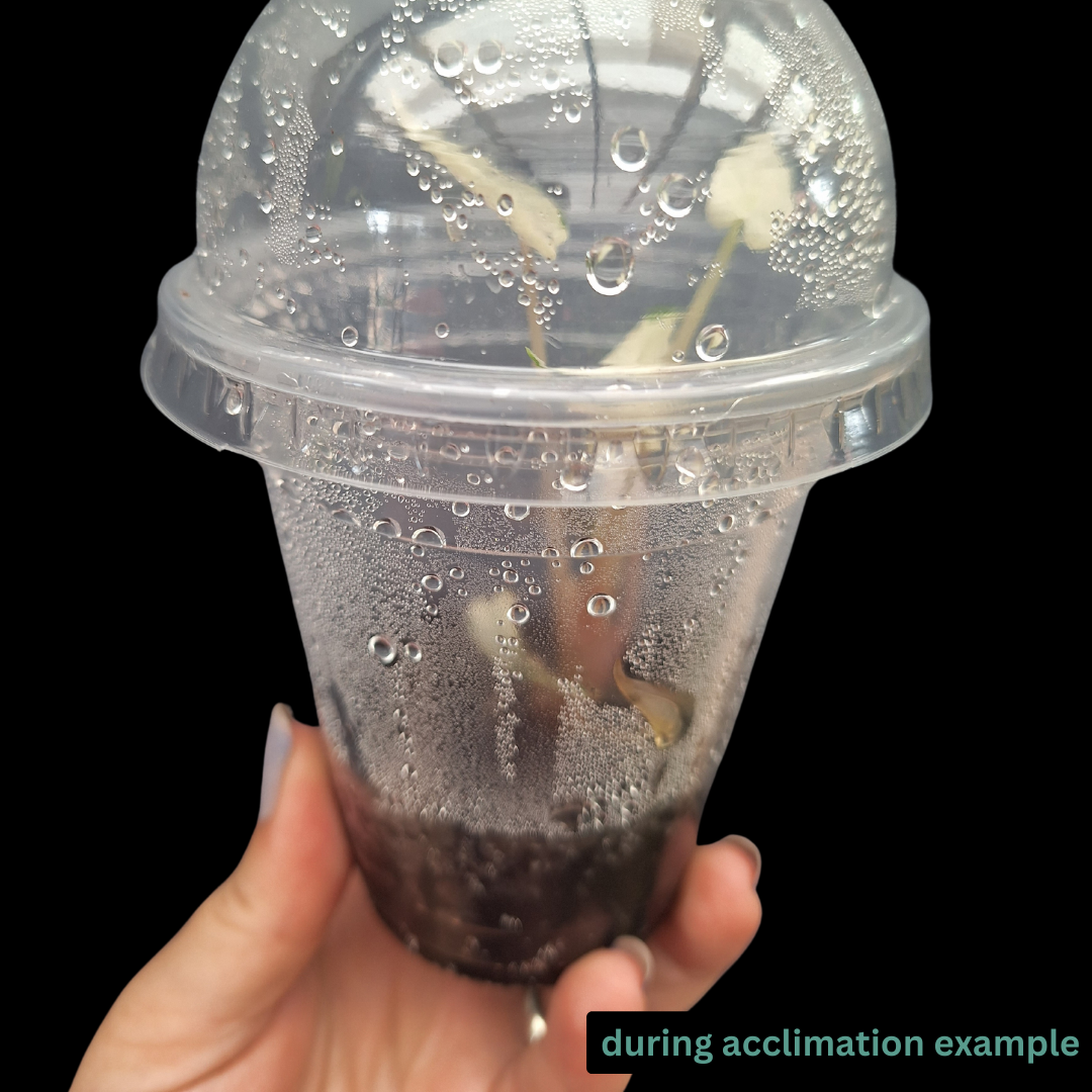 Tissue Culture Acclimation KIt