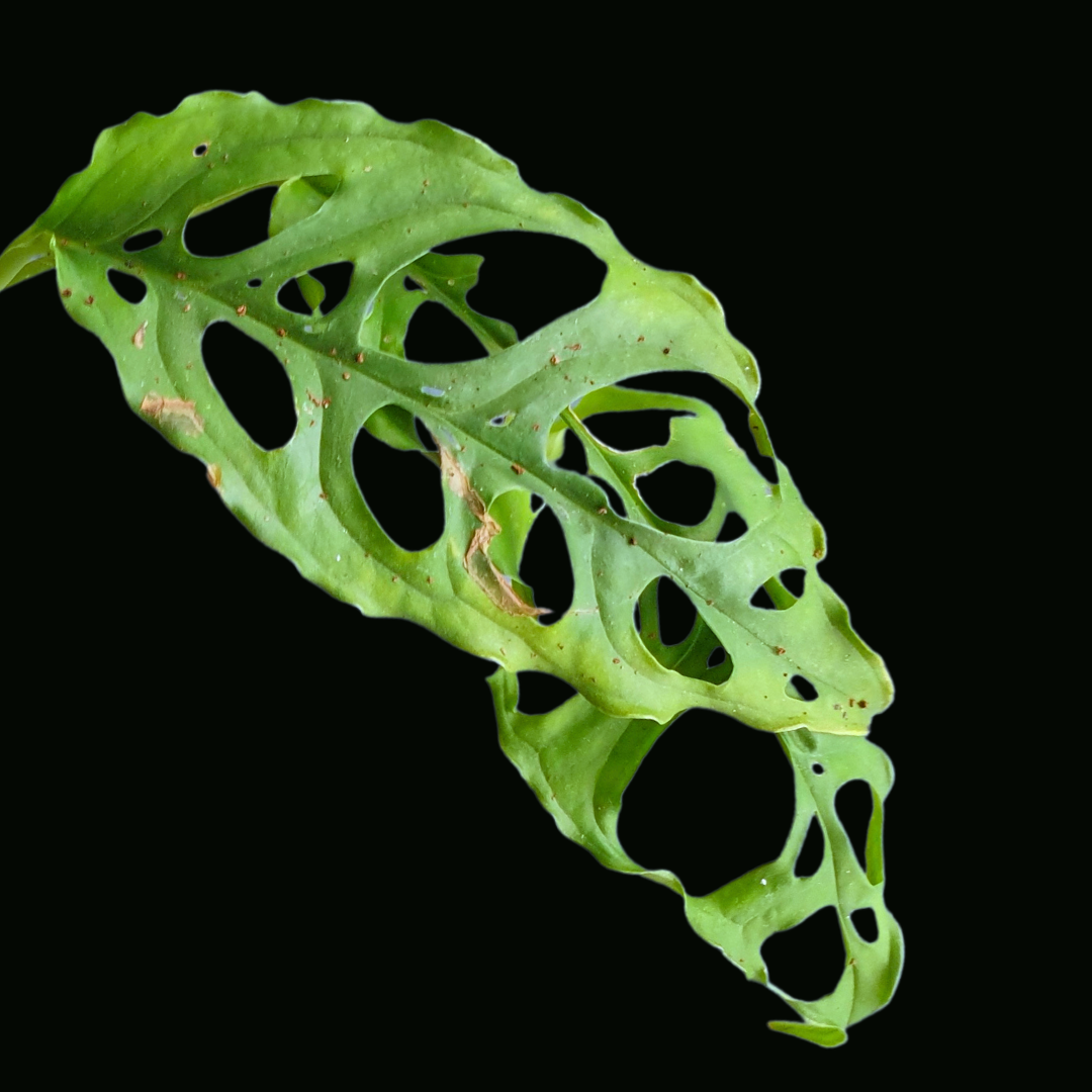 Monstera Obliqua Peru