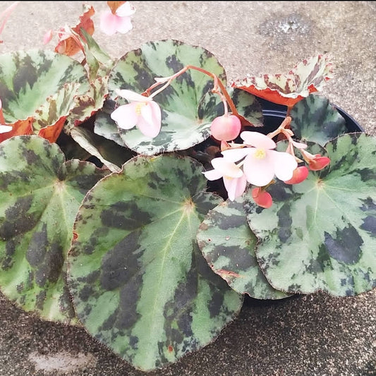 Begonia Gironellae (PRE-ORDER)-JUL057