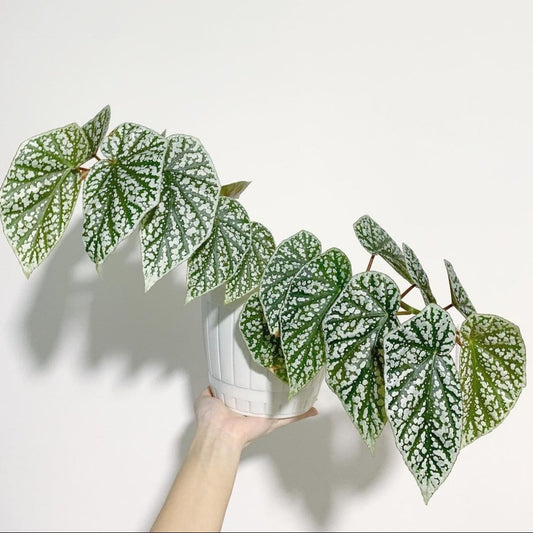 Begonia Snow Capped (PRE-ORDER)-JUL142