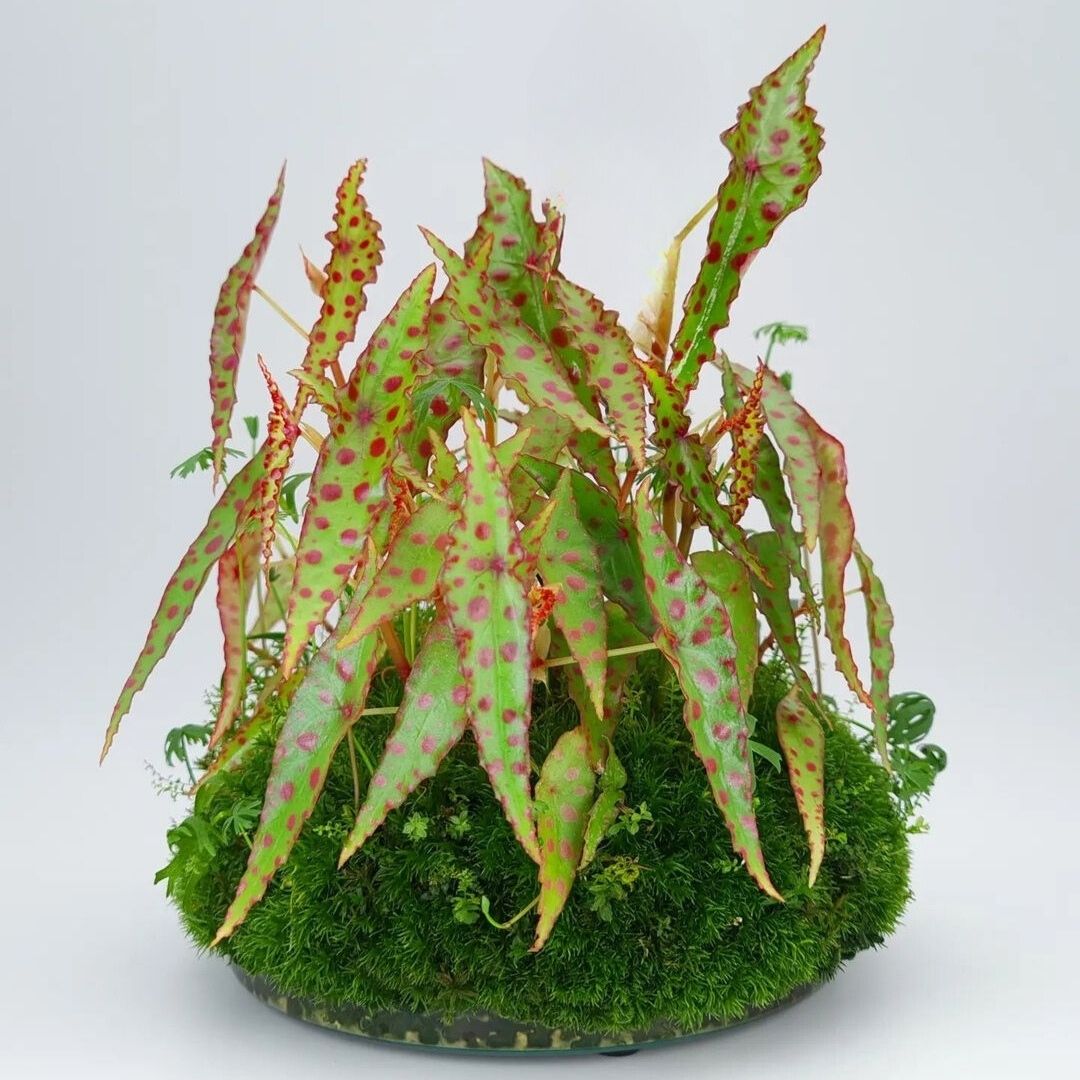 Begonia Amphioxus (PRE-ORDER)-JUL008