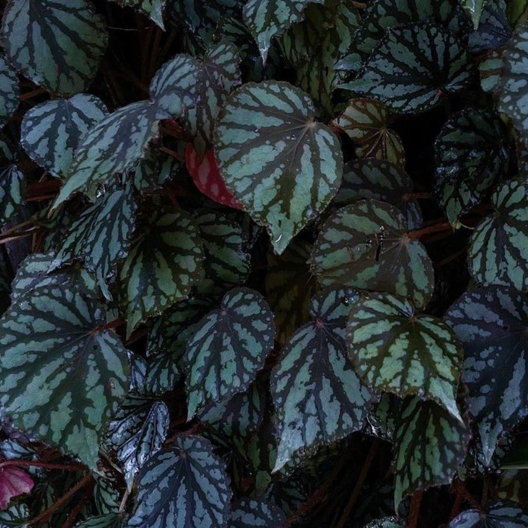 Begonia Luzonesis x China curl(PRE-ORDER)