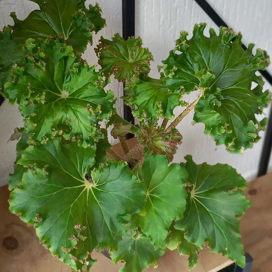 Begonia Crestabruchii (PRE-ORDER)