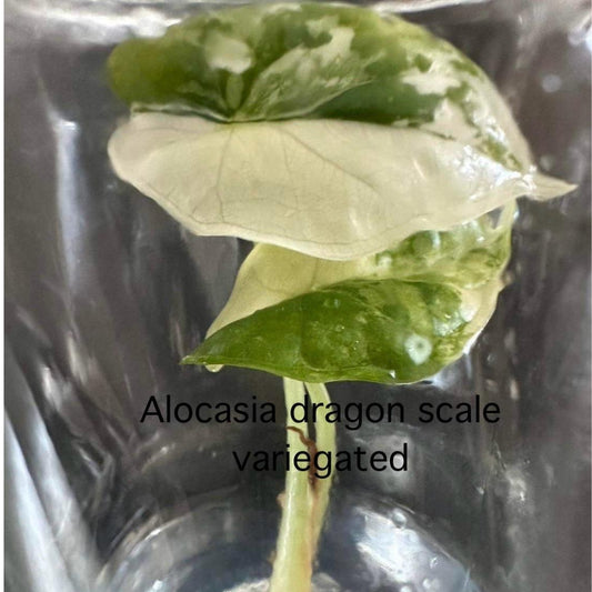 Alocasia Dragon Scale Variegated Tissue Culture (PRE-ORDER)-TC21