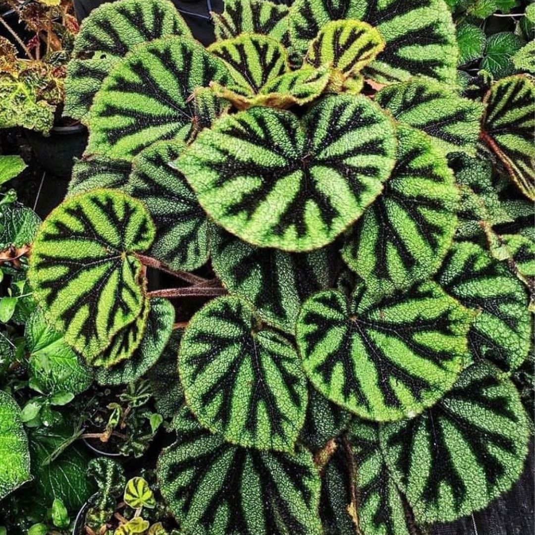 Begonia Iron Cross (PRE-ORDER)-JUL082