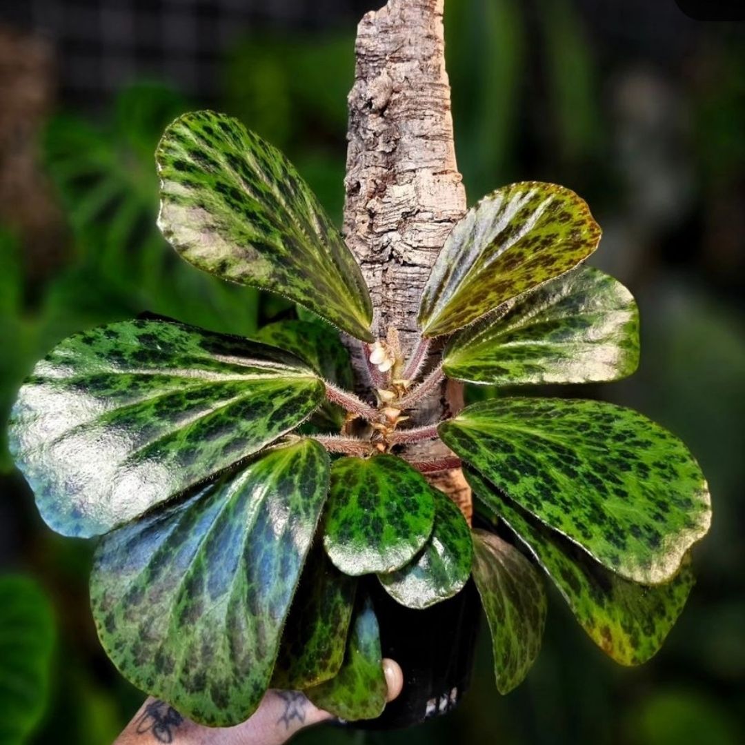 Begonia Blancii Mottled (PRE-ORDER)