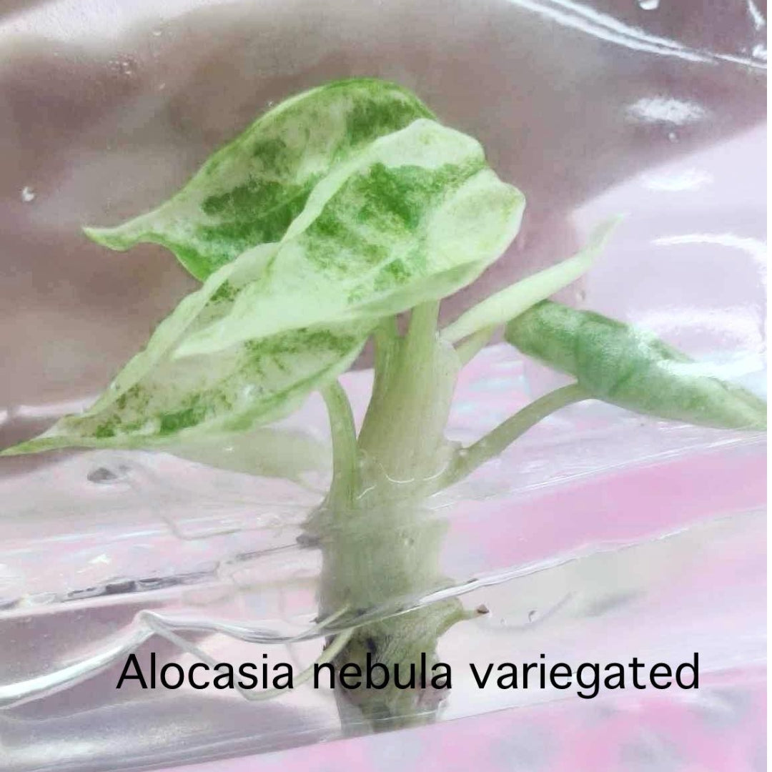 Alocasia Nebula Variegated Tissue Culture (PRE-ORDER)-TC-32