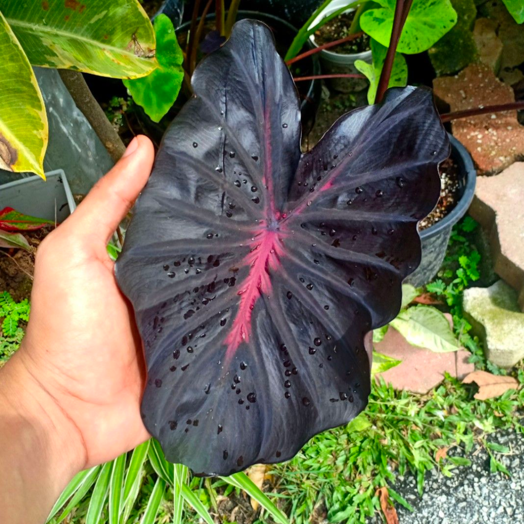 Colocasia Thunderstorm (PRE-ORDER)-COLO42