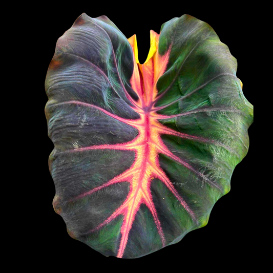 Colocasia Beautiful (PRE-ORDER)