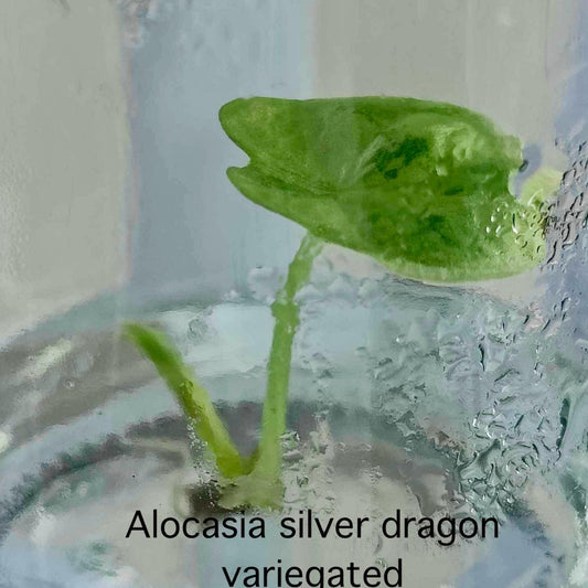 Alocasia Silver Dragon Variegated Tissue Culture (PRE-ORDER)-TC46