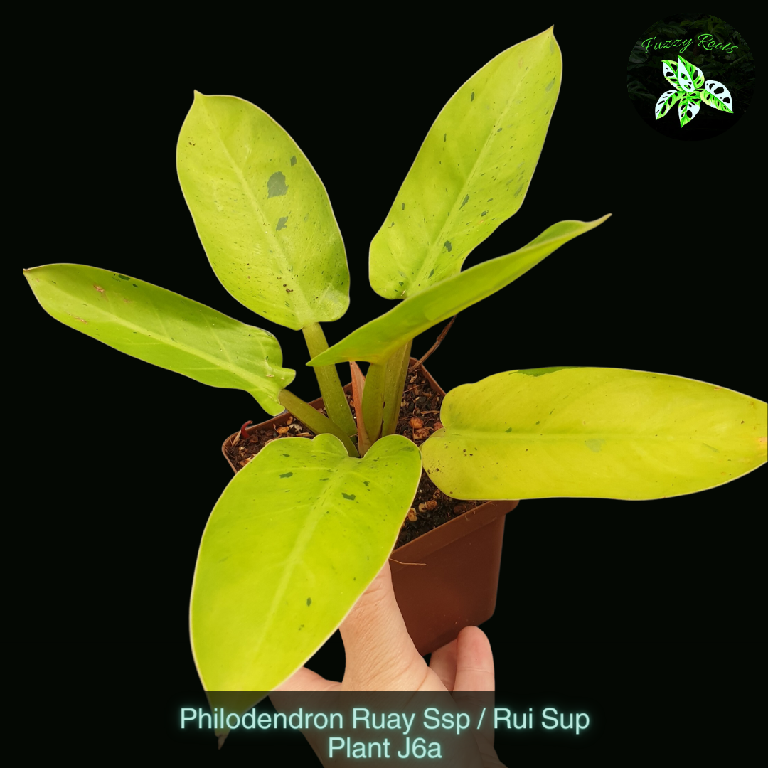 Philodendron Ruaysap / Rui Sup  - Plant J6a