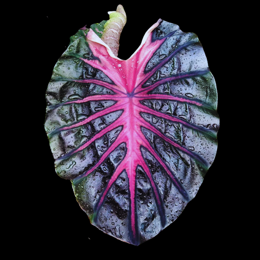 Colocasia Thunderstorm (PRE-ORDER)-COLO42